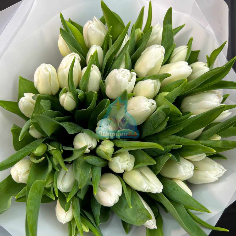 Букет из белых тюльпанов 51 шт